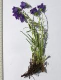 Campanula circassica