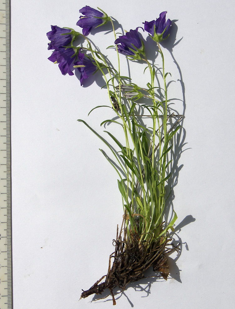 Изображение особи Campanula circassica.