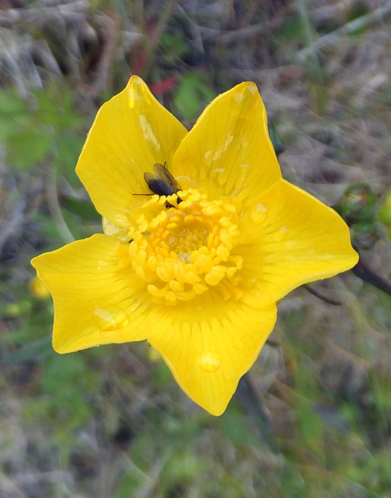 Image of Ranunculus acris specimen.