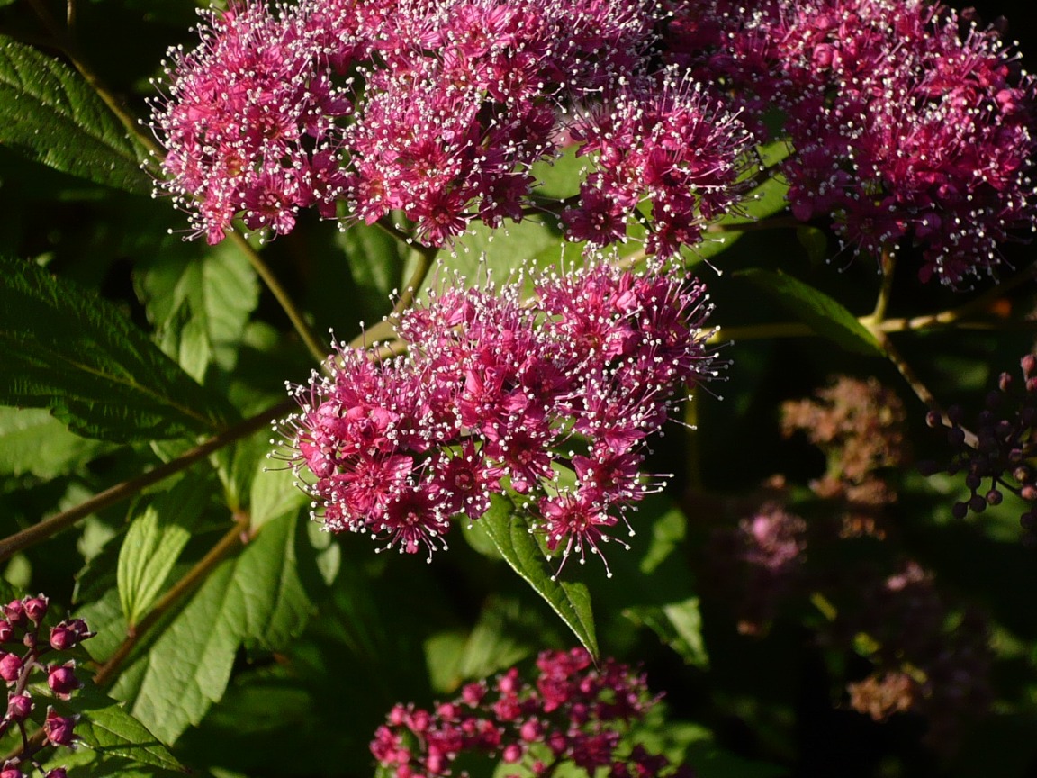 Изображение особи Spiraea japonica.