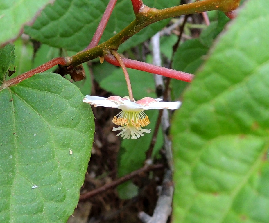 Image of Actinidia kolomikta specimen.