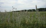 Stachys germanica