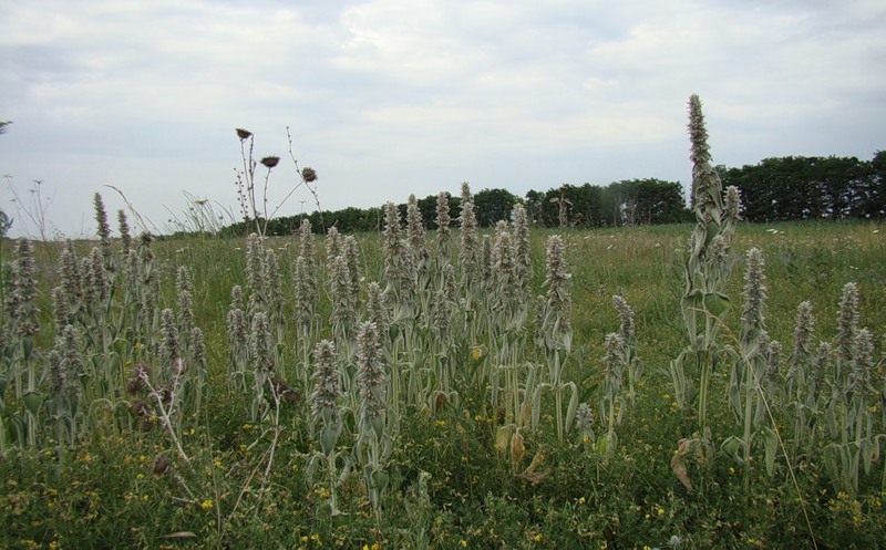 Image of Stachys germanica specimen.