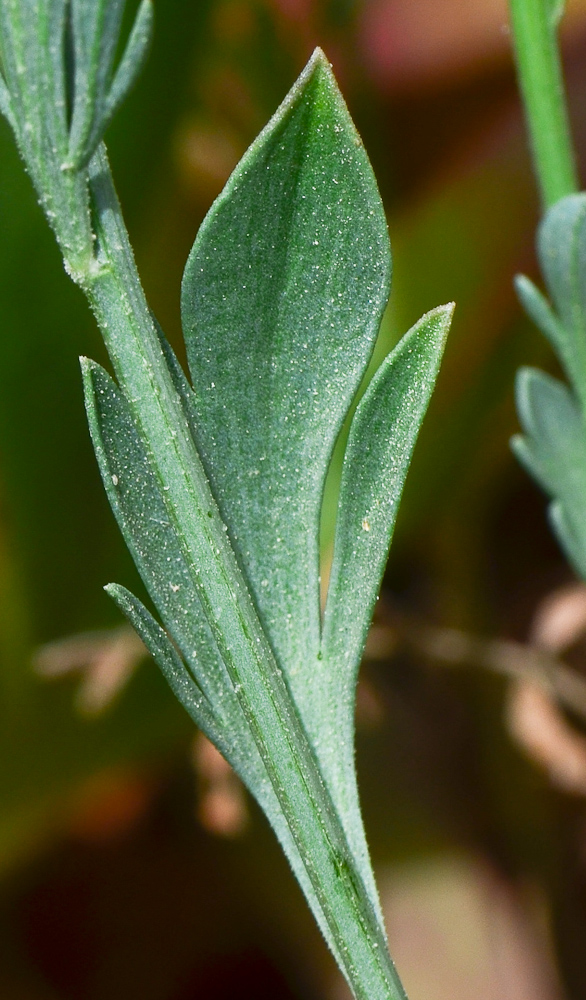 Image of Nigella arvensis specimen.