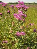 Centaurea trichocephala. Цветущее растение. Тамбовская обл., Петровский р-н, окр. ур. Садовый, луг. 27.07.2014.