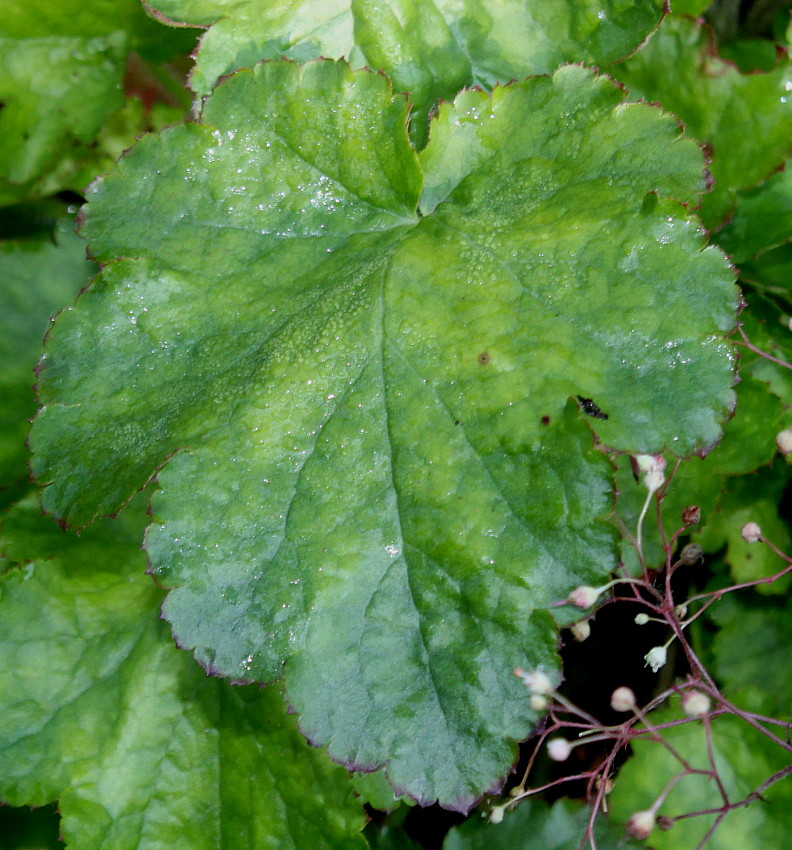 Image of Heuchera americana specimen.