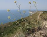 Pimpinella tragium