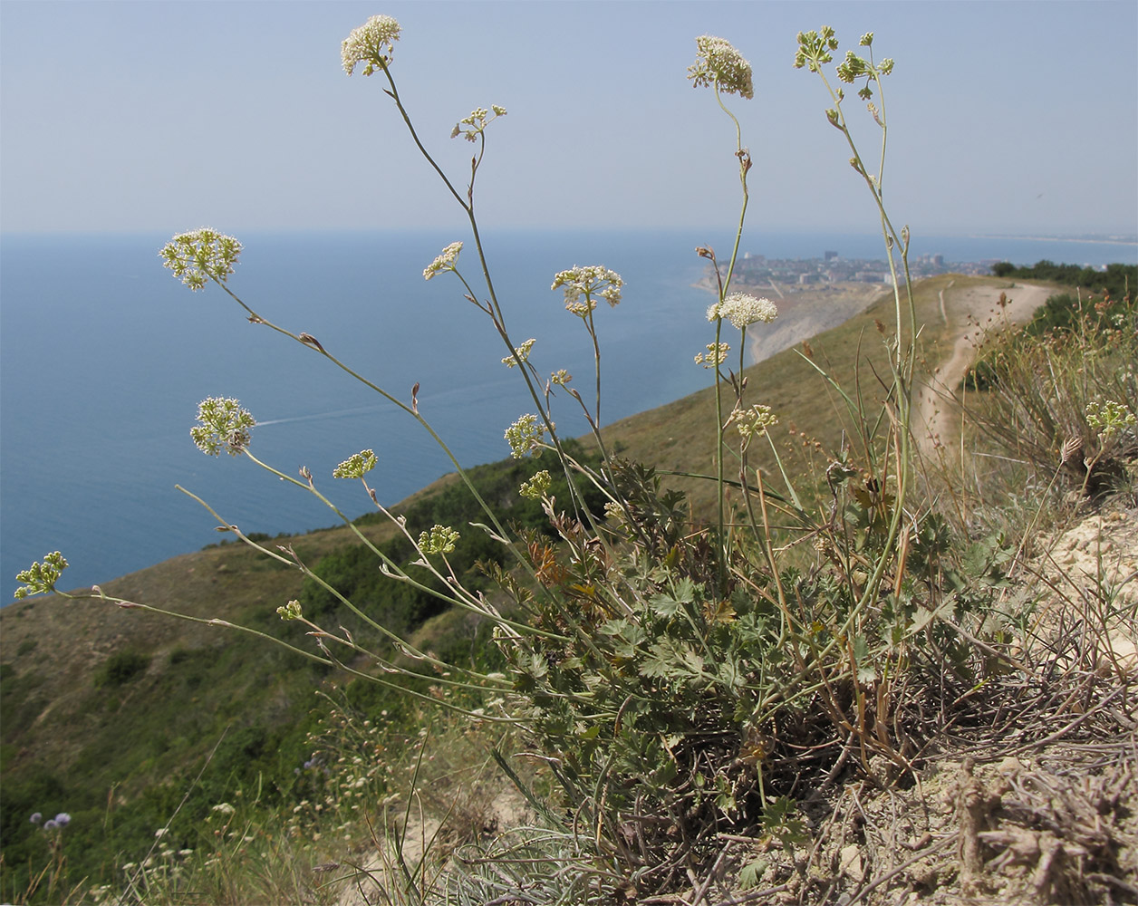 Изображение особи Pimpinella tragium.