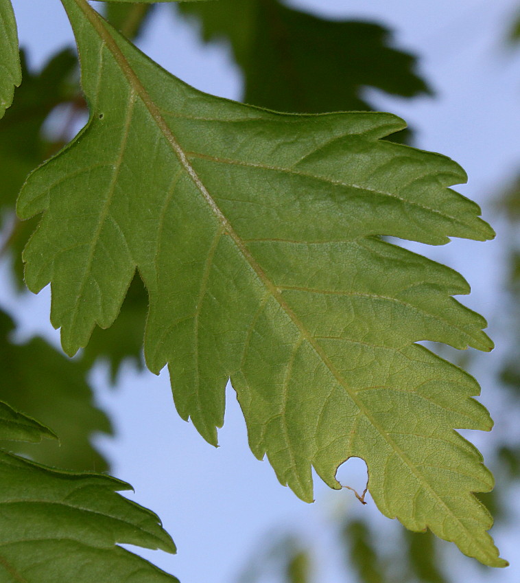 Image of Koelreuteria paniculata specimen.