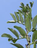 Vicia faba. Верхняя часть побега с невызревшими плодами. Германия, г. Дюссельдорф, Ботанический сад университета. 03.07.2014.
