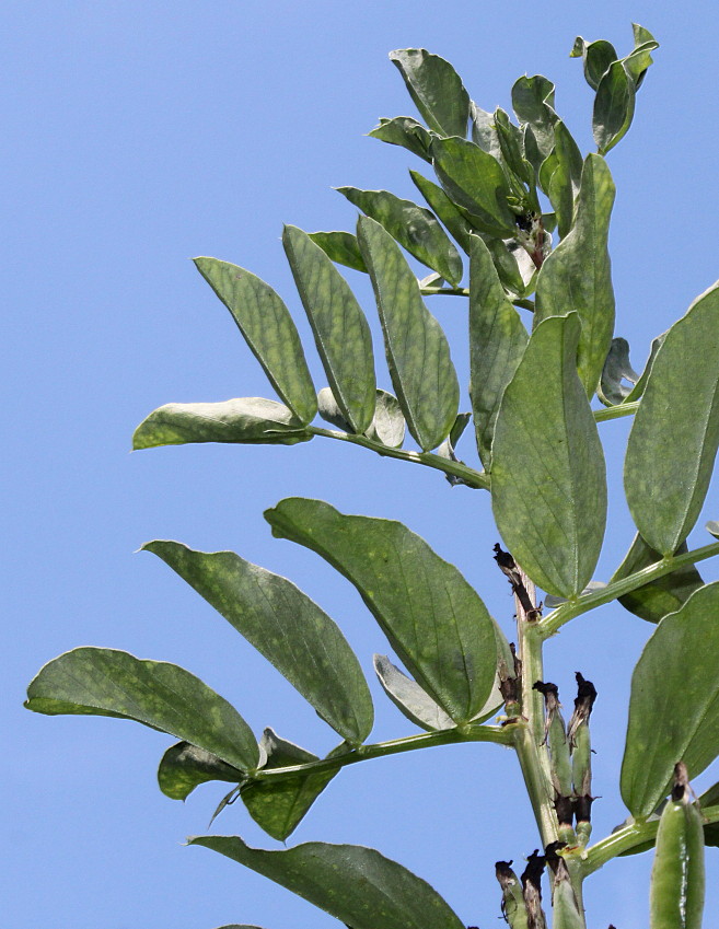 Изображение особи Vicia faba.