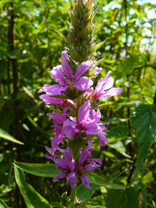 Image of Lythrum salicaria specimen.
