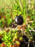 Empetrum hermaphroditum. Побег с плодом. Украина, Закарпатская обл., Раховский р-н, хр. Свидовец, заболоченный берег горного озера. 27 июля 2009 г.