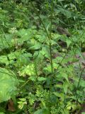 Torilis japonica