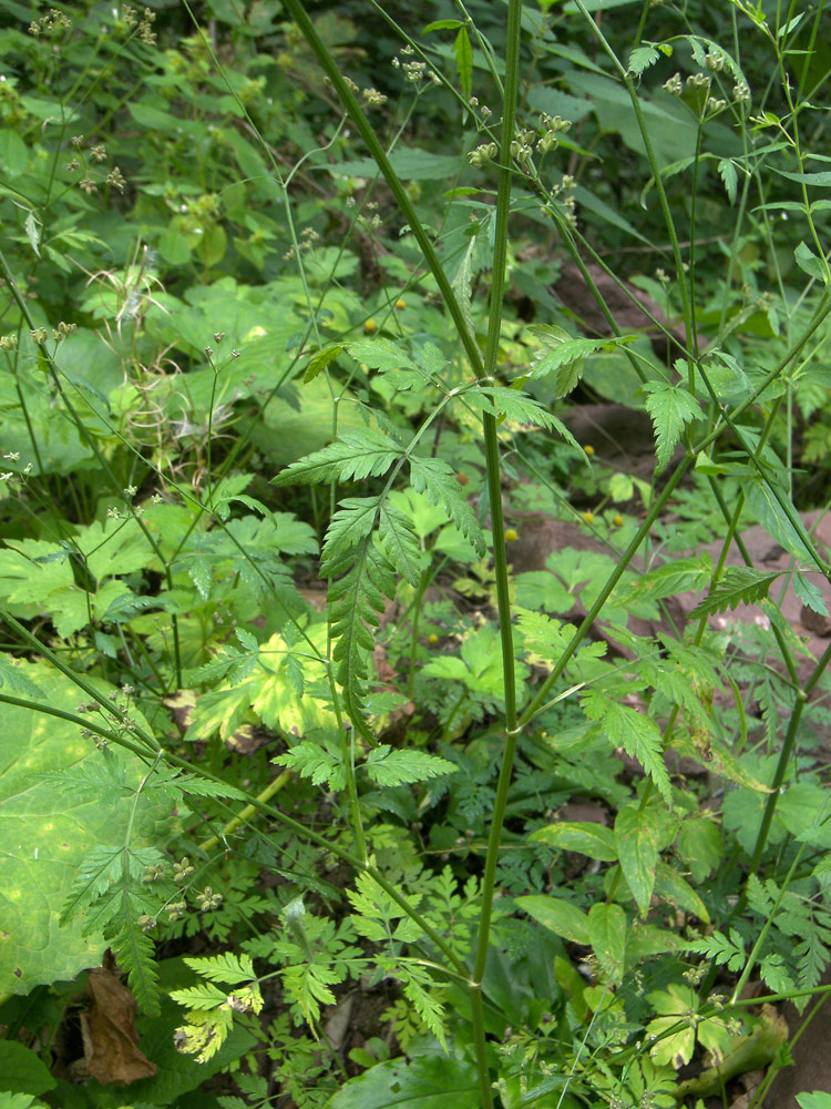 Image of Torilis japonica specimen.