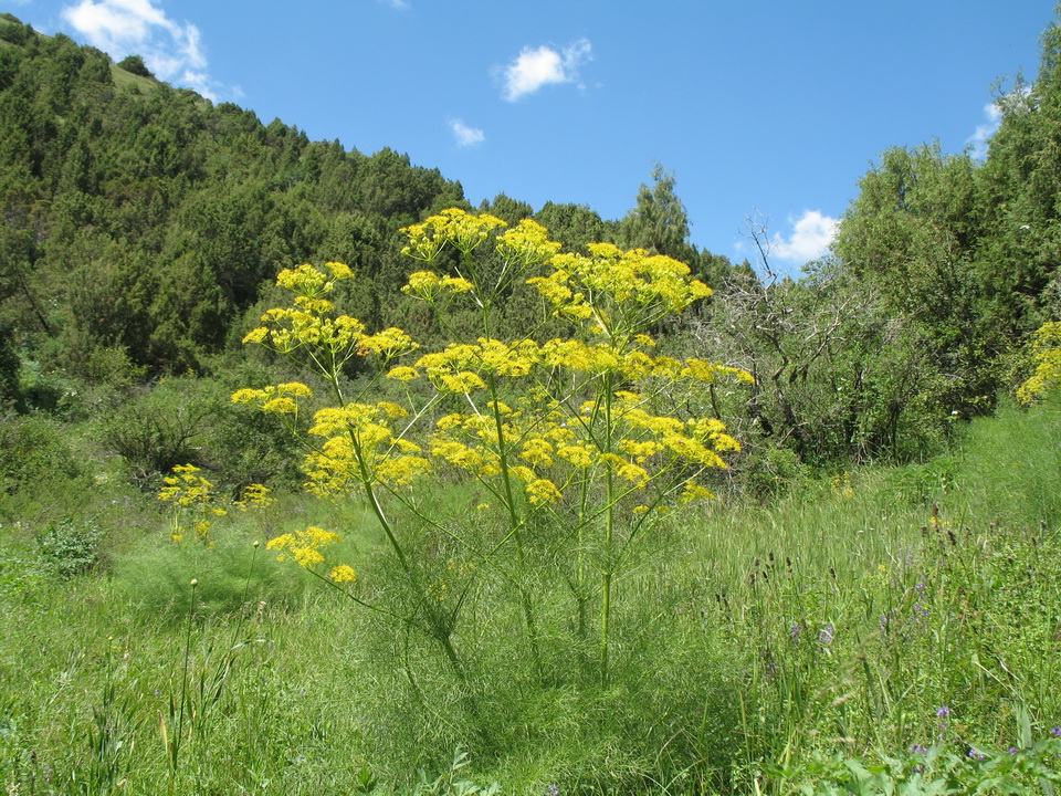 Image of Prangos pabularia specimen.