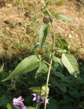 Solanum dulcamara. Верхушка цветущего растения с сидящей улиткой. Украина, г. Запорожье, пос. Солнечный, балка. 22.07.2014.