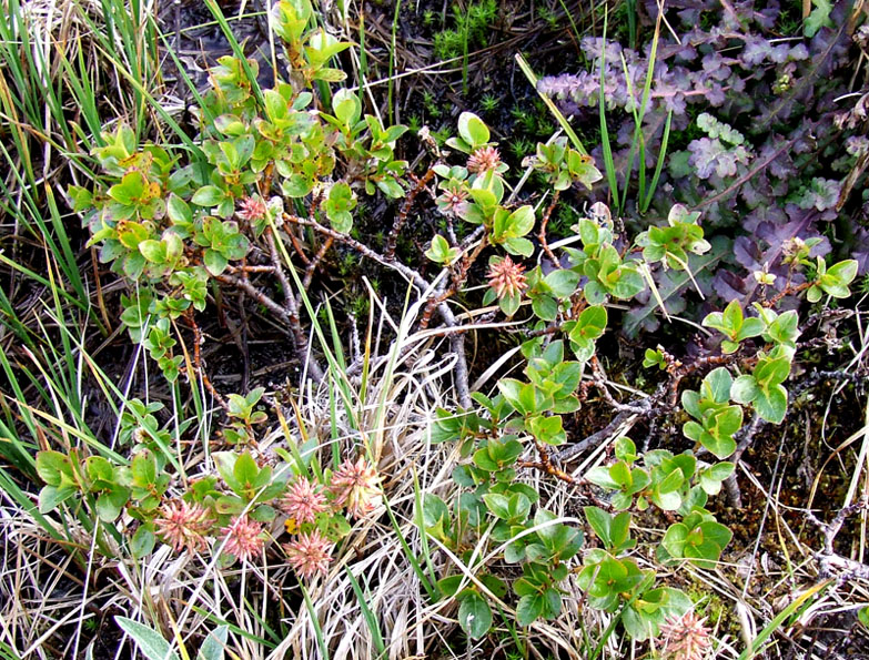 Image of Salix myrsinites specimen.