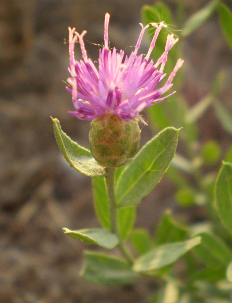 Image of Acroptilon repens specimen.