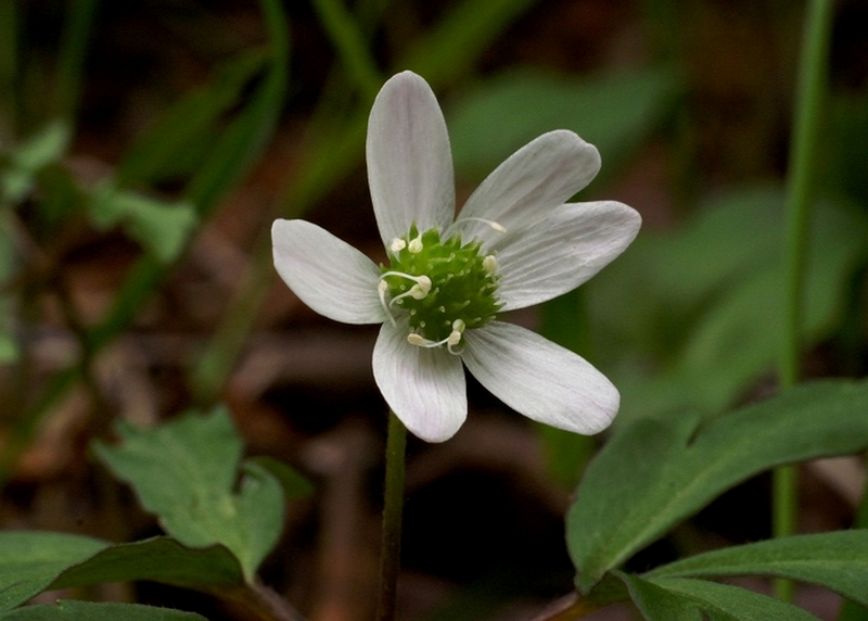 Image of Anemone debilis specimen.