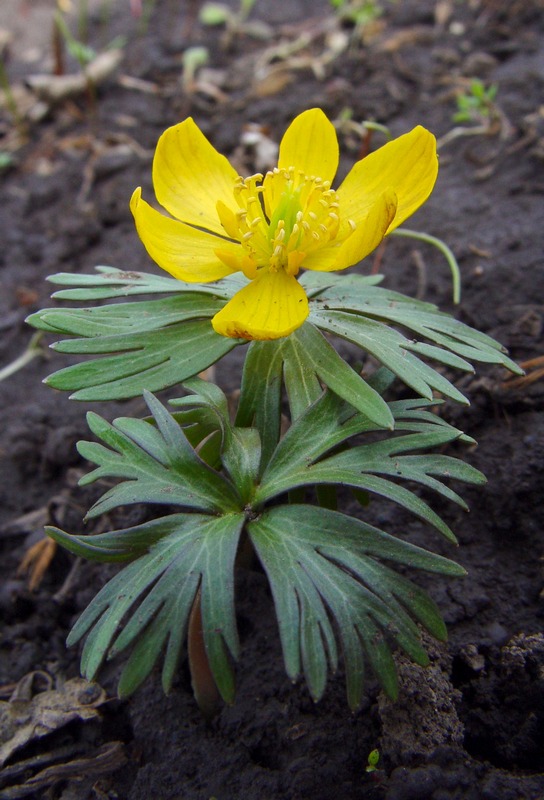 Image of Eranthis longistipitata specimen.