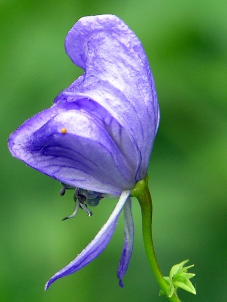Image of Aconitum fischeri specimen.