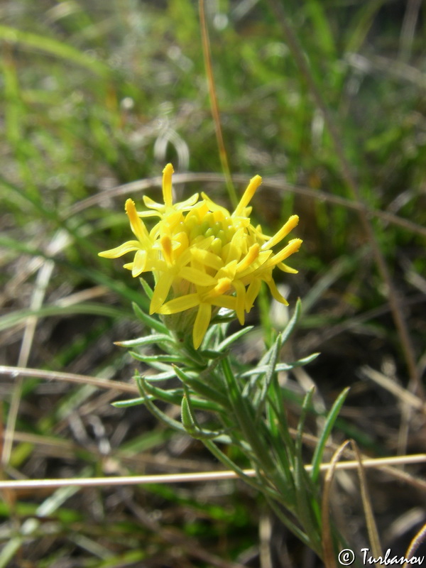 Image of Galatella linosyris specimen.