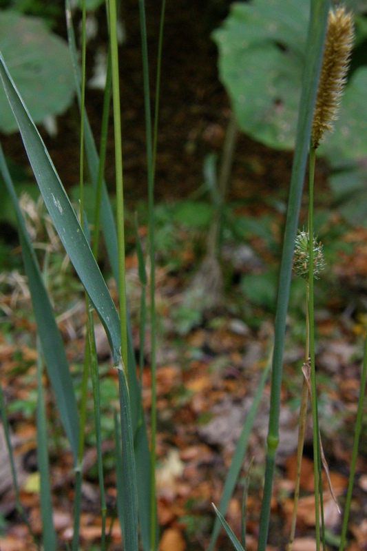 Изображение особи Phleum nodosum.