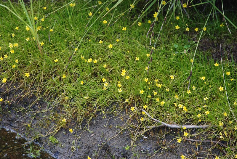 Image of Ranunculus reptans specimen.
