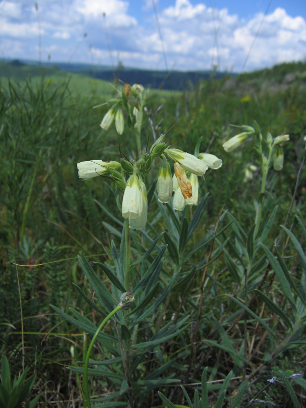 Image of Onosma simplicissima specimen.