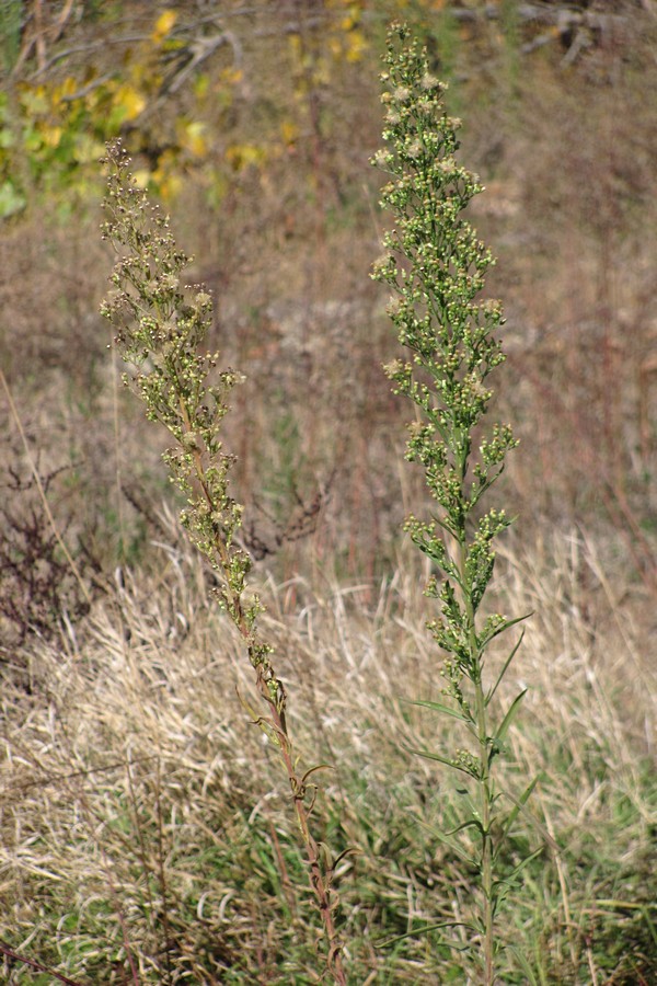 Image of Conyza sumatrensis specimen.