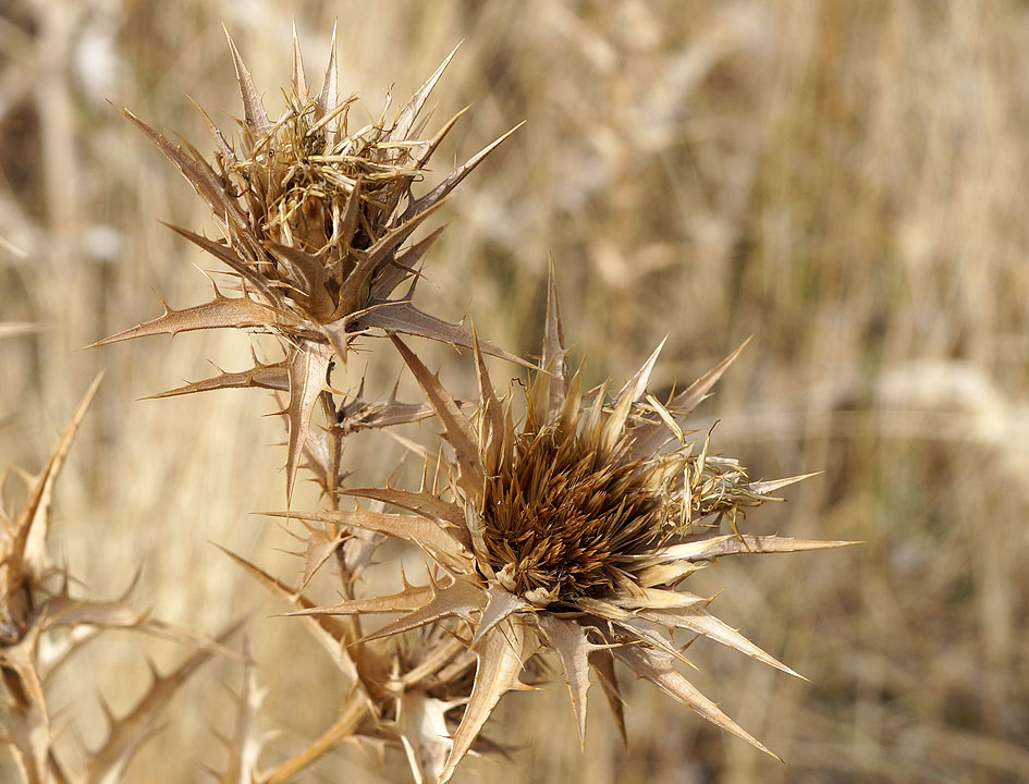 Изображение особи Carthamus × turkestanicus.
