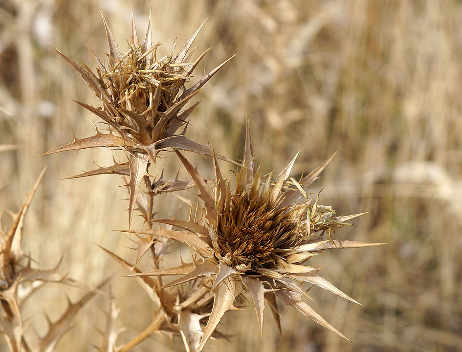 Изображение особи Carthamus &times; turkestanicus.