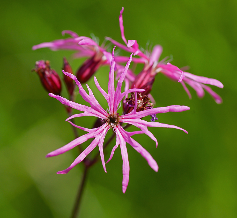 Изображение особи Coccyganthe flos-cuculi.