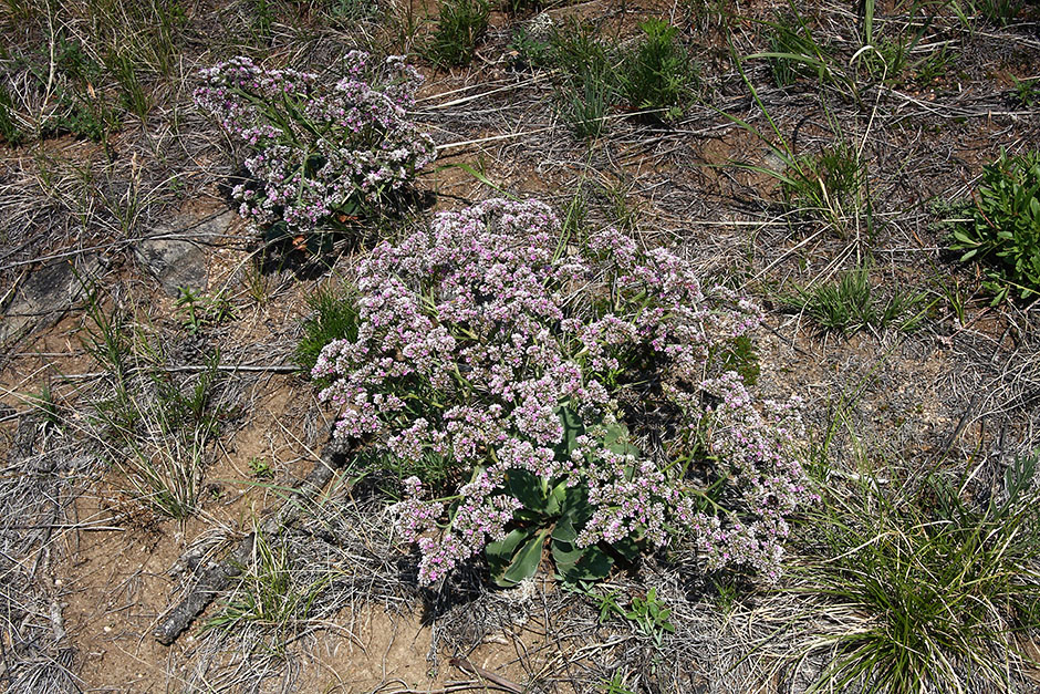 Изображение особи Goniolimon speciosum.