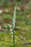 Spiranthes spiralis. Соцветие. Черногория, пос. Милочер (Miločer), парк быв. королевской резиденции, на замшелой грунтовой террасе в сосняке. 07.10.2014.