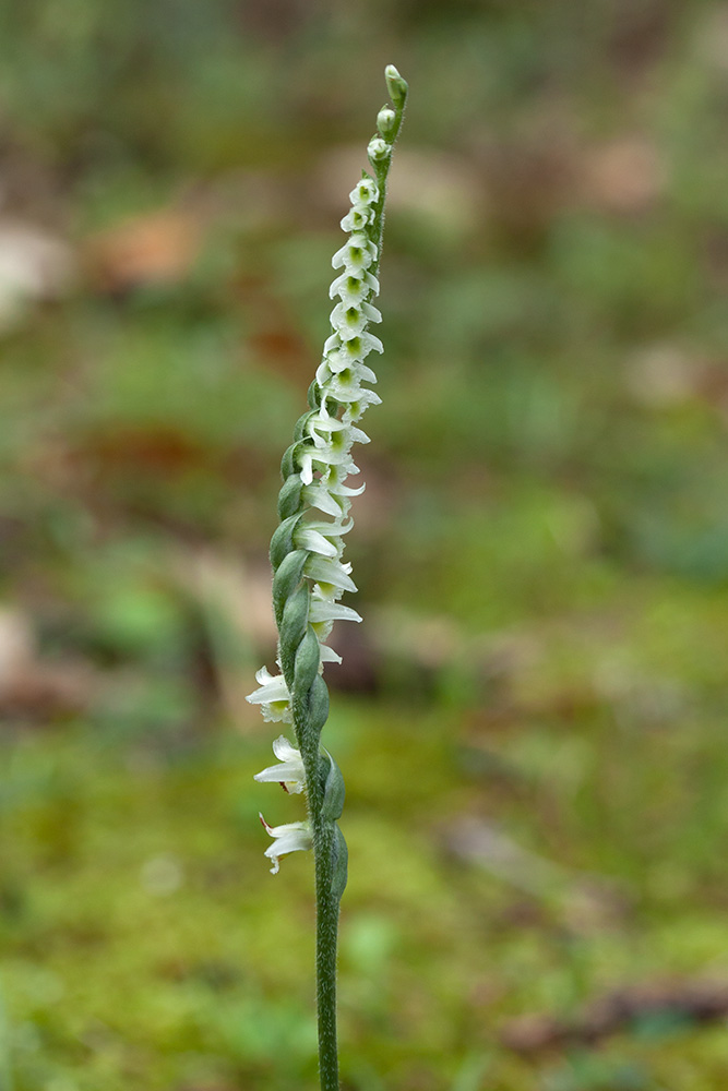 Изображение особи Spiranthes spiralis.