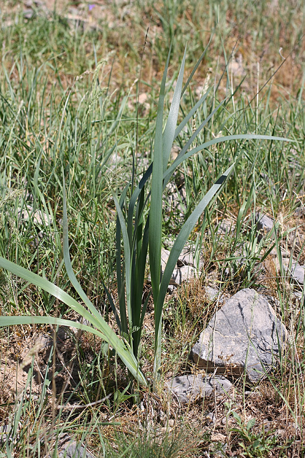 Image of Iris halophila specimen.