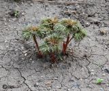 Paeonia tenuifolia