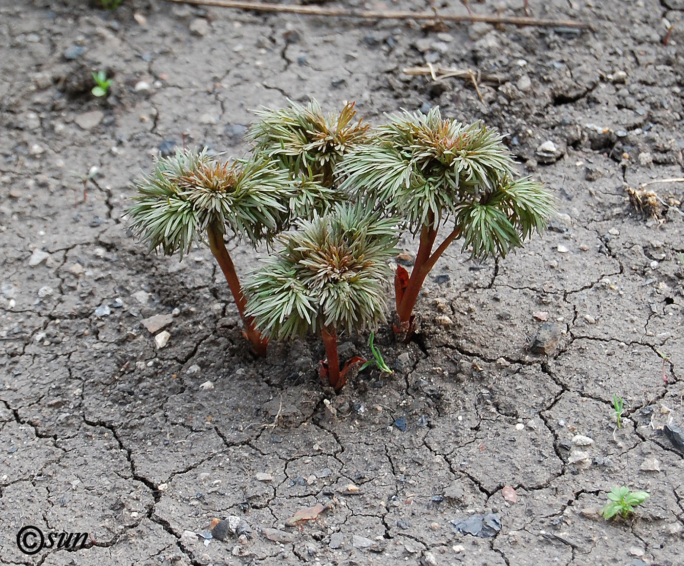 Image of Paeonia tenuifolia specimen.