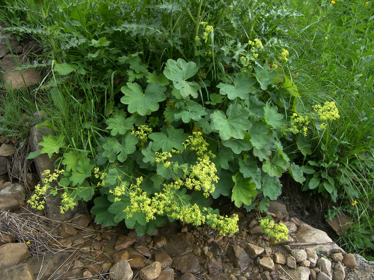 Изображение особи Alchemilla persica.