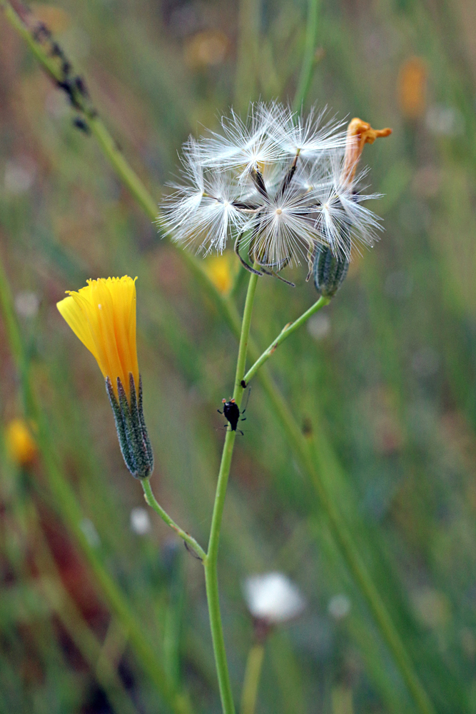 Image of Chondrilla lejosperma specimen.