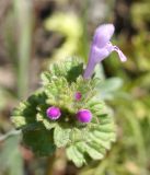 Lamium amplexicaule