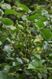 Syringa vulgaris
