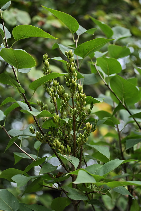 Image of Syringa vulgaris specimen.