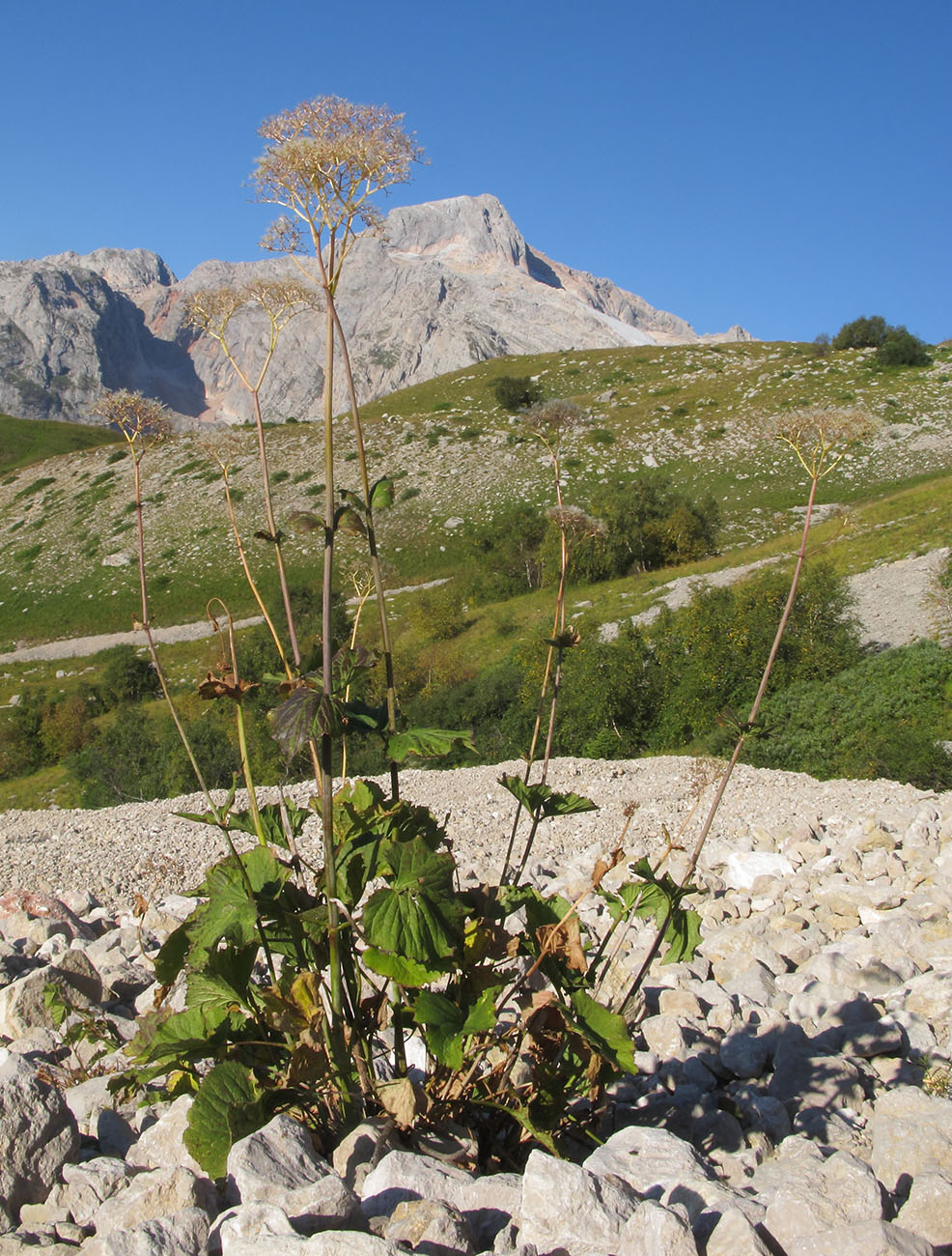 Изображение особи Valeriana alliariifolia.