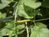 Clematis vitalba