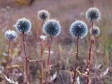 Echinops chantavicus