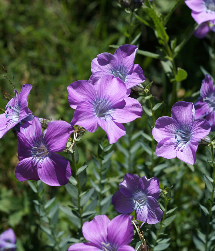 Изображение особи Linum heterosepalum.