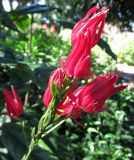 Pavonia coccinea. Верхушка побега с цветками. Австралия, г. Брисбен, ботанический сад. 30.08.2015.